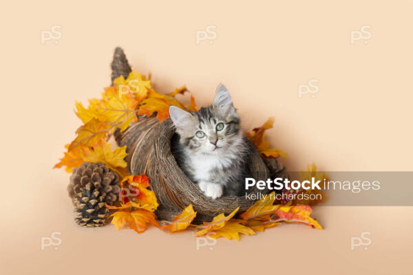 Cornucopia Kitten in Basket with fall leaves