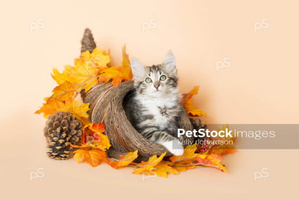 Thanksgiving Kitten Cornucopia,