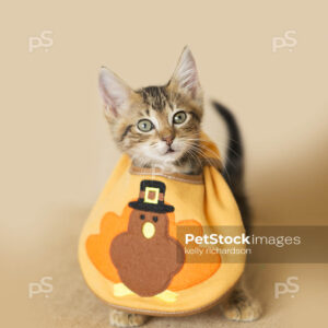 Brown Tabby kitten wearing a thanksgiving turkey baby bib ready to eat food, brown background.