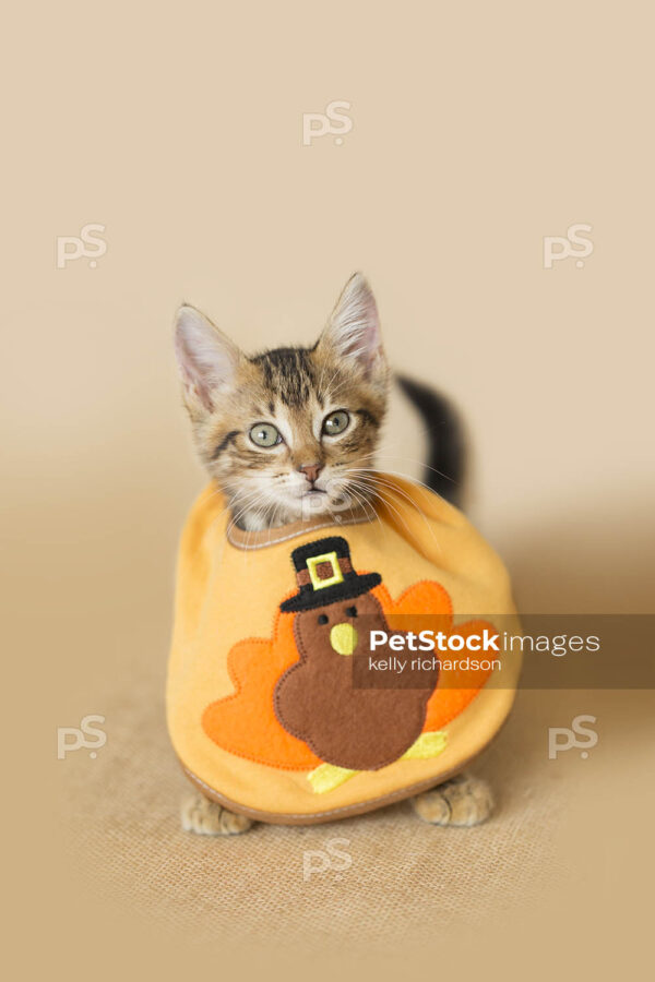 Thanksgiving Kitten wearing turkey baby bib, brown background.