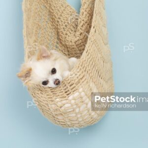 White and tan longhair chihuahua puppy laying inside a crocheted hammock, blue background.