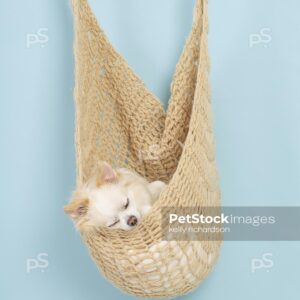 Royalty Free Stock Photo of a White and tan longhair chihuahua puppy SLEEPING inside a crocheted hammock, blue background.