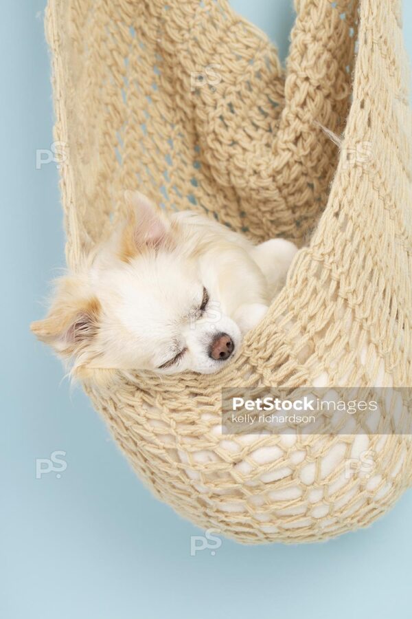 _RI_0214 Close-up Royalty Free Stock Photo of a White and tan longhair chihuahua puppy SLEEPING inside a crocheted hammock, blue background.  Max File Size 3840 x 5760 pixels.