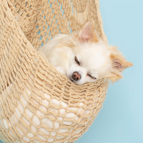 Long hair white chihuahua puppy sleeping in hammock