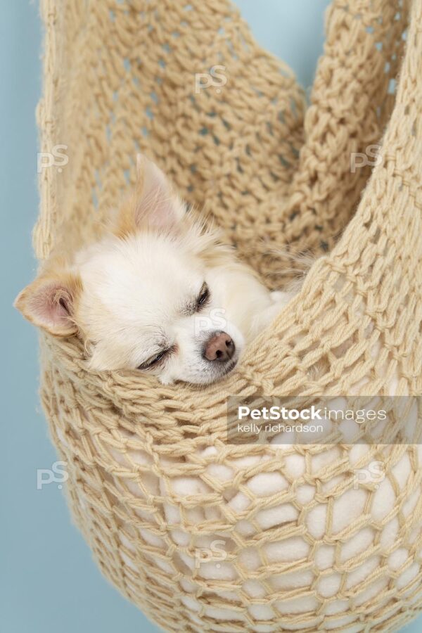 Smiling Sleeping White and tan longhair chihuahua puppy laying in a tan crochet hammock, blue background.