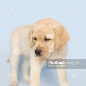 Yellow Labrador Puppy Blue