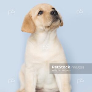 _RI_2453 Royalty Free Stock Photo of a yellow Labrador Retriever puppy looking up, blue background.