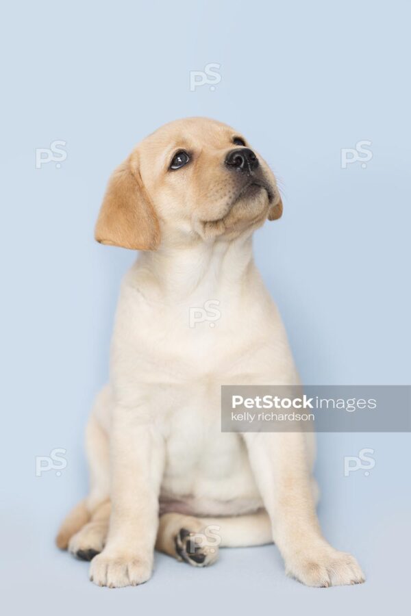 _RI_2453 Royalty Free Stock Photo of a yellow Labrador Retriever puppy looking up, blue background.