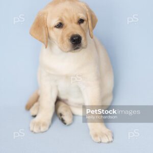 Royalty Free Stock Photo of a yellow Labrador Retriever puppy, blue background.