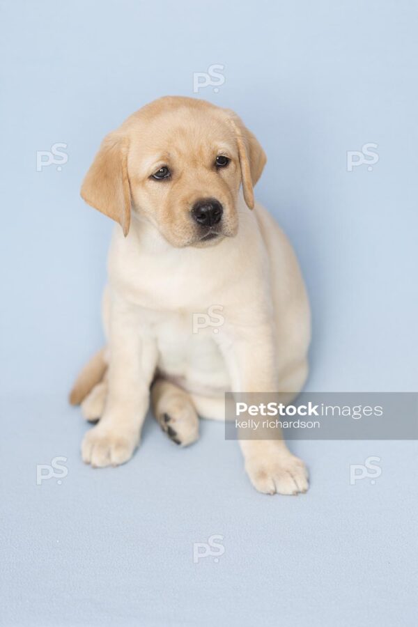 Royalty Free Stock Photo of a yellow Labrador Retriever puppy, blue background.