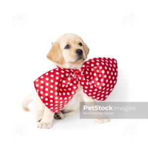 Yellow labrador retriever Puppy wearing oversized red clown bow tie, on white background