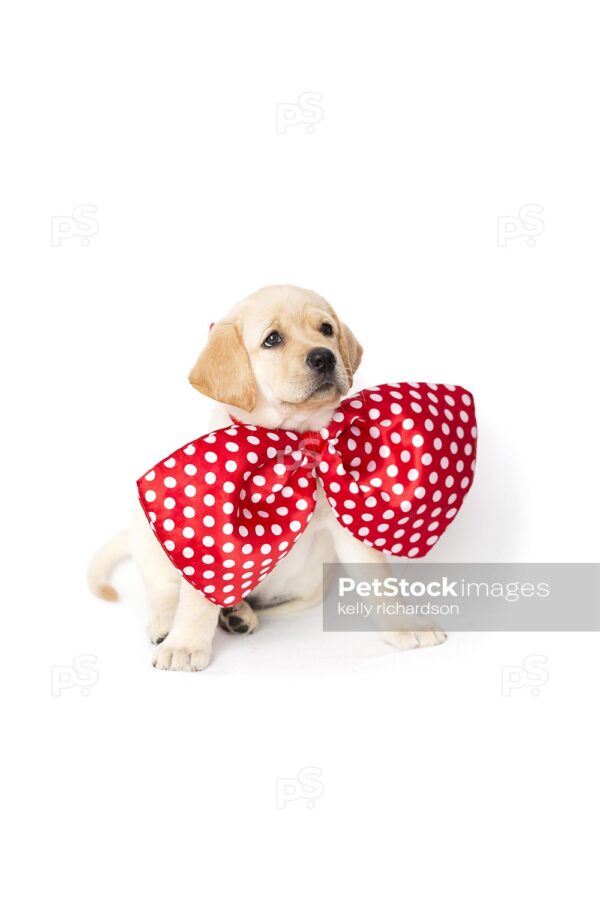 Yellow labrador retriever Puppy wearing oversized red clown bow tie, on white background