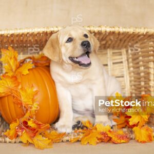 Royalty Free Stock Photo of a Yellow Labrador Retriever Puppy playing in fall garland Leaves decoration with an orange pumpkin in a wooden basket, brown burlap background.