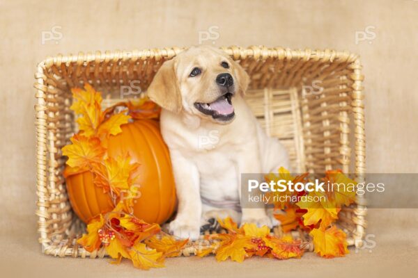 Royalty Free Stock Photo of a Yellow Labrador Retriever Puppy playing in fall garland Leaves decoration with an orange pumpkin in a wooden basket, brown burlap background.