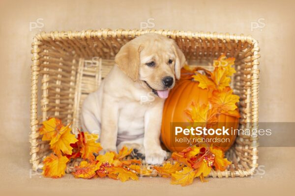 Royalty Free Stock Photo of a Yellow Labrador Retriever Puppy playing in fall garland Leaves decoration with an orange pumpkin in a wooden basket, brown burlap background.