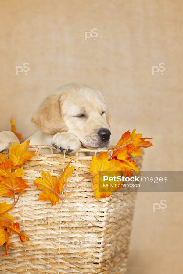 Royalty Free Stock Photo of a Yellow Labrador Retriever Puppy inside a tan, woven, rattan wicker basket with orange fall leaves decoration, brown burlap background.