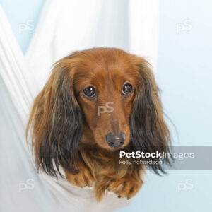 Dachshund Puppy dog in white hammock, blue background