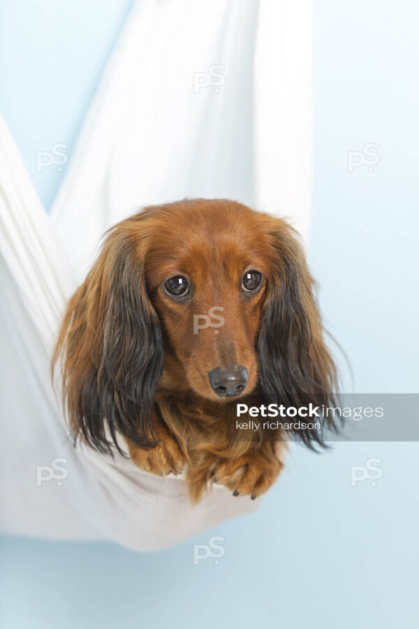 Dachshund Puppy dog in white hammock, blue background