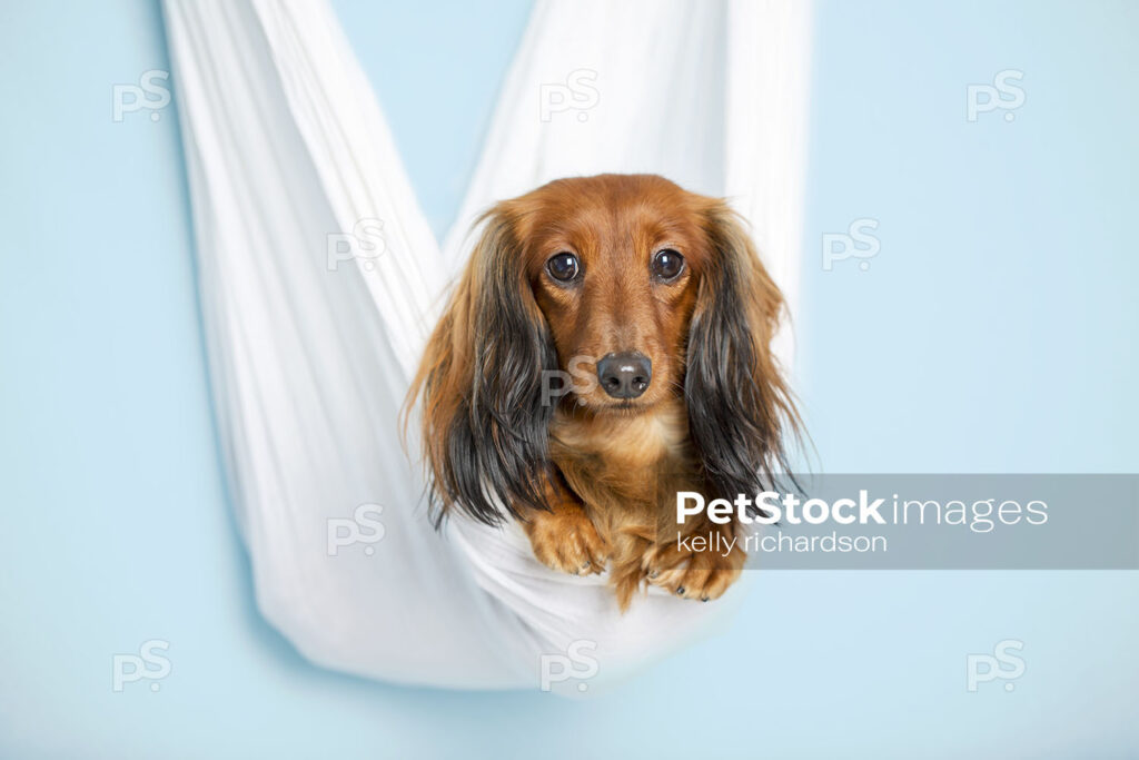 Dachshund Puppy dog in white hammock, blue background