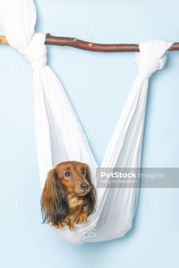 Dachshund Puppy dog in white hammock, blue background