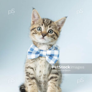 Royalty Free Stock Photo of a Tabby Kitten wearing a blue plaid bow tie, blue background.