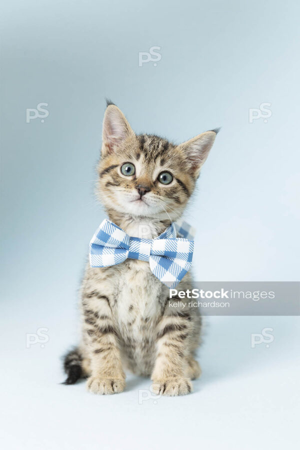 Royalty Free Stock Photo of a Tabby Kitten wearing a blue plaid bow tie, blue background.