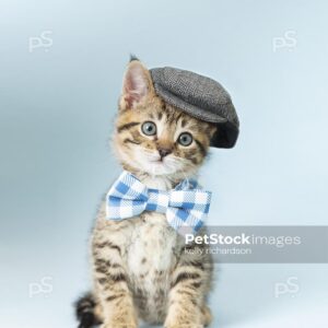 Tabby kitten wearing cap and bow tie, blue background.