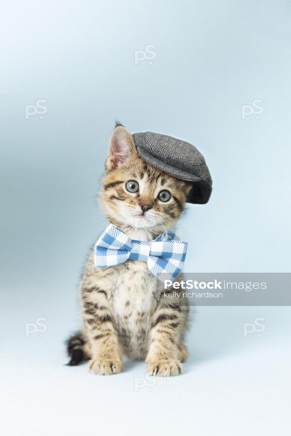 Tabby kitten wearing cap and bow tie, blue background.