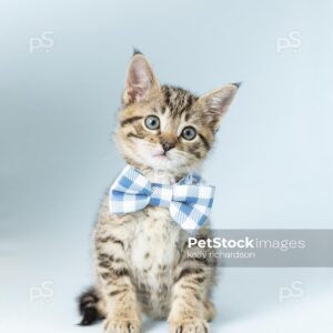 Royalty Free Stock Photo of a Tabby Kitten wearing a blue plaid bow tie, blue background.