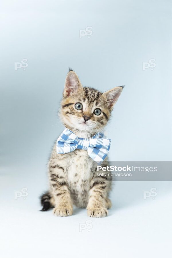 Royalty Free Stock Photo of a Tabby Kitten wearing a blue plaid bow tie, blue background.