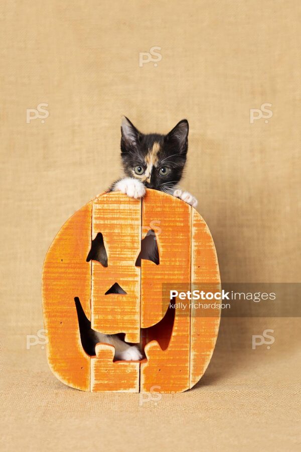 Black Calico kitten inside an orange wooden pumpkin, burlap background