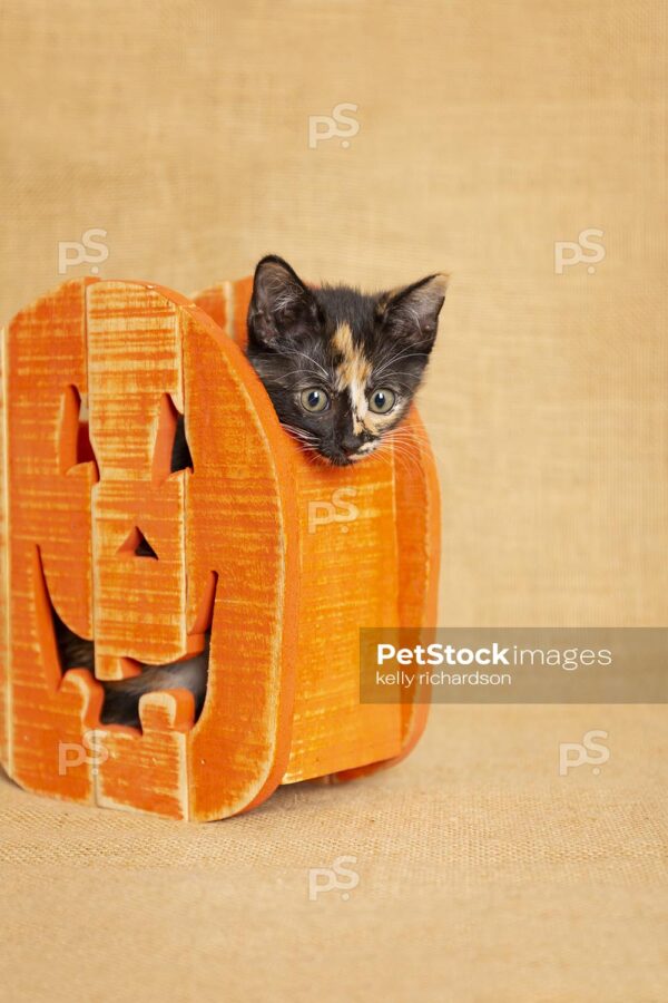 Tiny black, orange, and white Calico "tortie" Kitten playing inside a wooden Halloween pumpkin, brown burlap background.