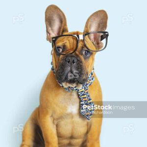 Brown French Bulldog Puppy Dog Office Nerd