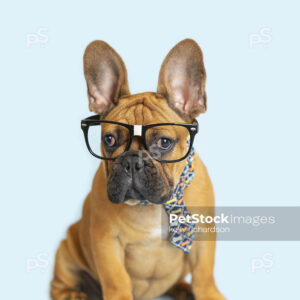 French Bulldog Office Nerd