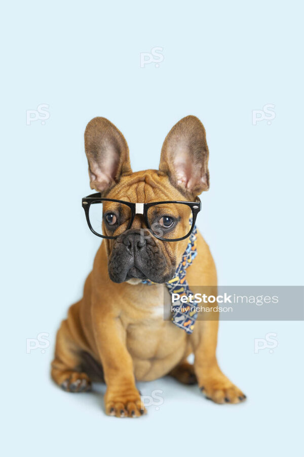 French Bulldog Office Nerd