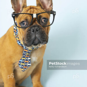 Royalty Free Stock Photo of a French Bulldog Puppy wearing a blue dog bone neck tie and funny nerd glasses, blue background. Halloween Dog in costume.