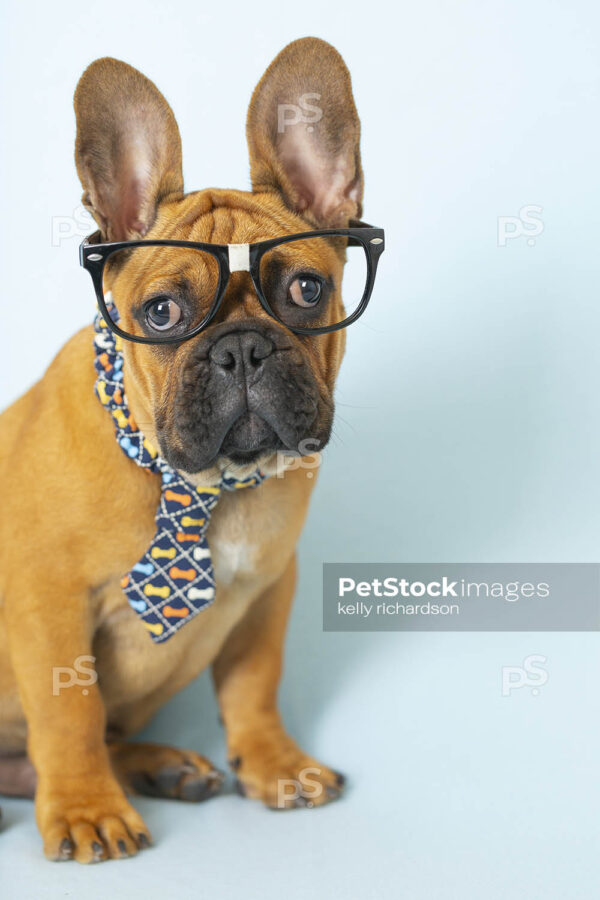 Royalty Free Stock Photo of a French Bulldog Puppy wearing a blue dog bone neck tie and funny nerd glasses, blue background. Halloween Dog in costume.