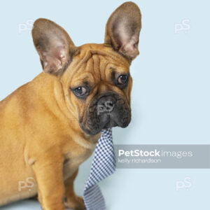 French Bulldog Puppy wearing blue plaid necktie