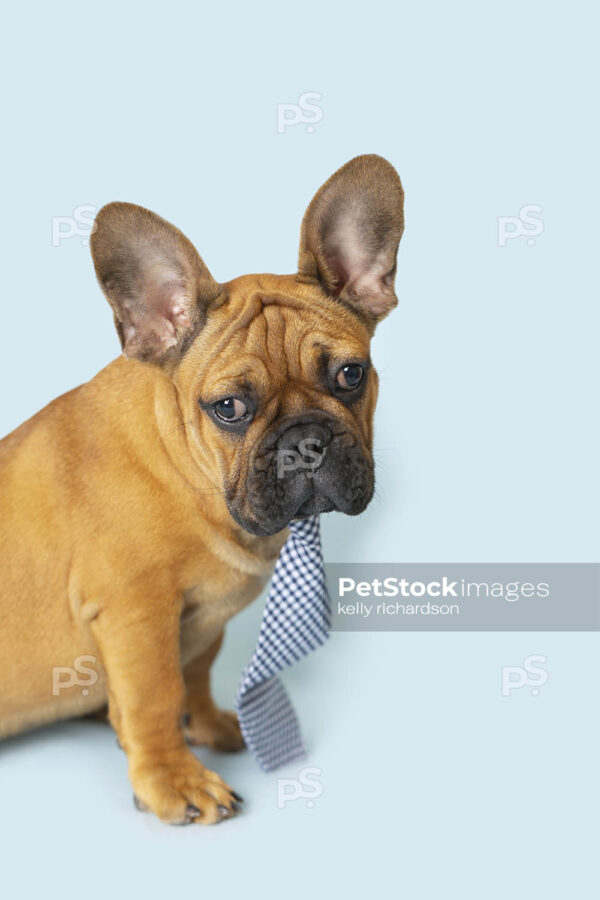 French Bulldog Puppy wearing blue plaid necktie