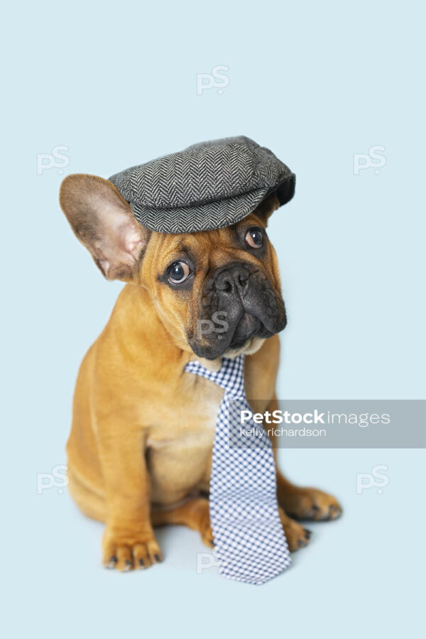 Royalty Free Stock Photo of a French Bulldog Puppy wearing a gatsby, newsboy, vintage cap, blue plaid necktie blue background. 