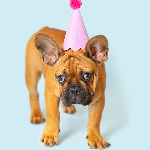 French Bulldog Brthday