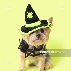 Royalty Free Stock Photo of a Yorkie puppy wearing a Halloween black and green witch hat, with a spider web collar, green background.