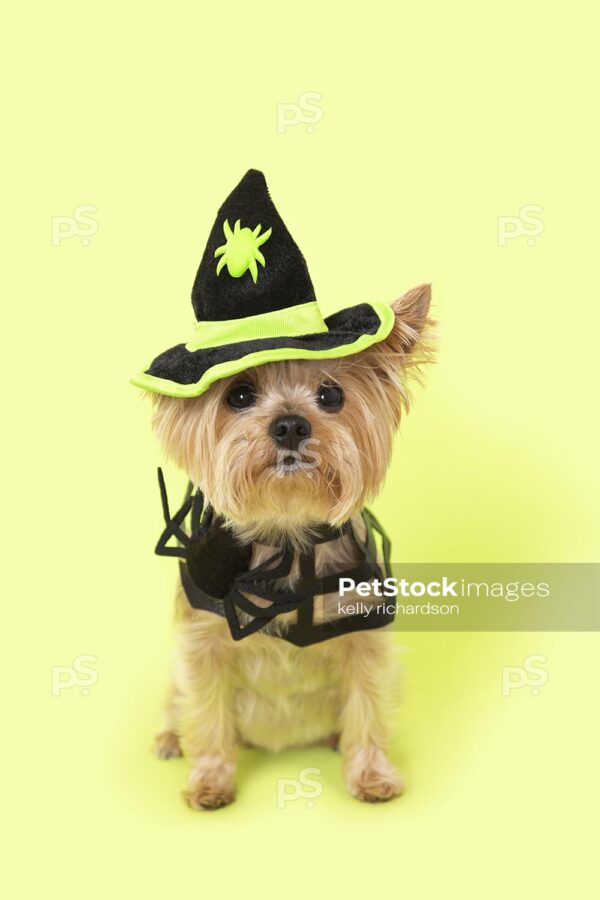 Royalty Free Stock Photo of a Yorkie puppy wearing a Halloween black and green witch hat, with a spider web collar, green background.