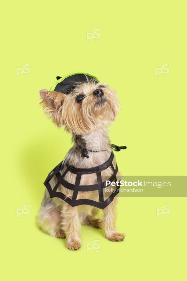 _RI_7838 Royalty Free Stock Photo of a Yorkie puppy wearing a Halloween black and green witch hat, with a spider web collar, green background.