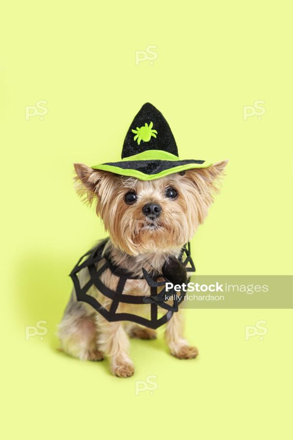 _RI_7847 Royalty Free Stock Photo of a Yorkie puppy wearing a Halloween black and green witch hat, with a spider web collar, green background.