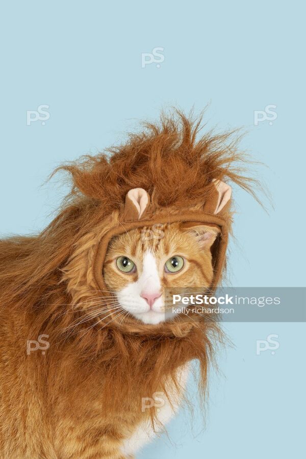 Orange and white grown cat wearing a funny Halloween costume lion hat, blue background.