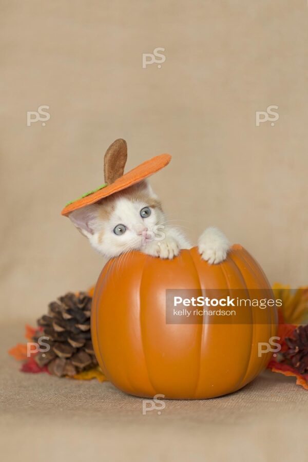 Orange and white tabby kitten sitting inside of a small orange pumpkin, wearing a pumpkin hat, pine cones, leaves and burlap brown background.