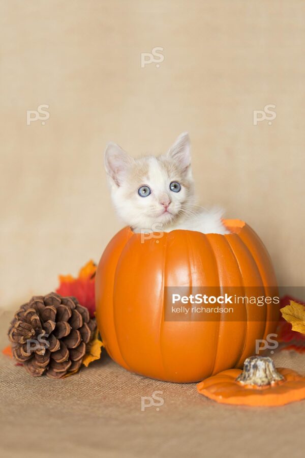 Tan and white tabby kitten sitting inside of a small orange pumpkin pine cones, leaves and burlap brown background.