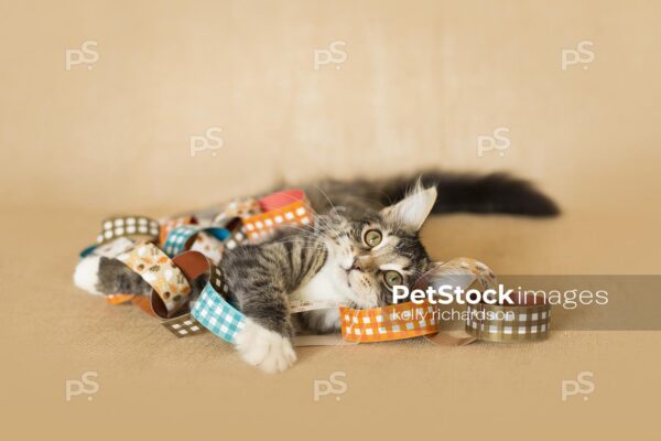 Brown tabby kitten playing with thanksgiving paper garland decoration on burlap brown background.