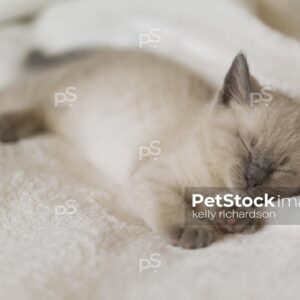 Siamese Kitten Close-up sleeping on tan blanket background.